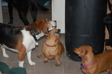 Stuart_and_belvie_1_2