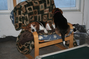 Widget_and_stuart_3 Widget_and_stuart_3