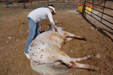 Crazy_horse_grooming_1