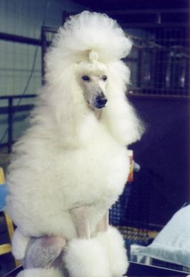 Fancy_poodle