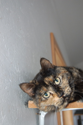 Honey_girl_after_showing_off