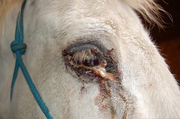 Lilah_eye_puncture_2