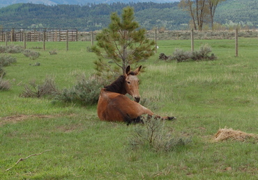 Roy_lying_down_may_26