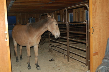 Roy_waiting_for_scout Roy_waiting_for_scout