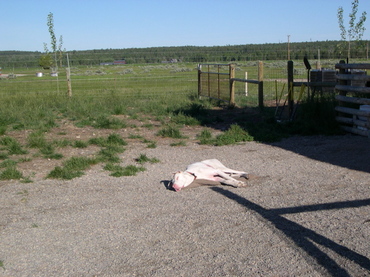 Blanca_on_bed_outside
