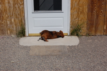 Callie_at_cat_house_door