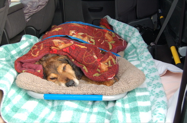 Penny_on_stretcher_in_truck