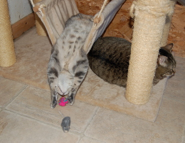 Tibby_playing_upside_down Tibby_playing_upside_down