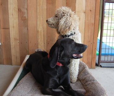 Trooper_and_priscilla