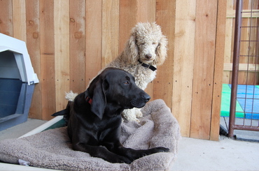 Trooper_and_priscilla_2