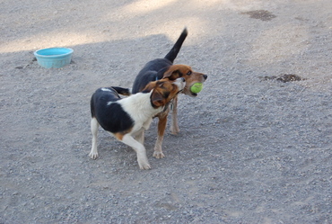 Briggs_and_austin_1_2