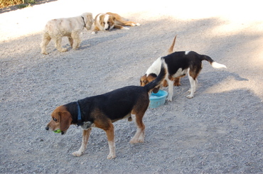 Briggs_with_tennis_ball_2