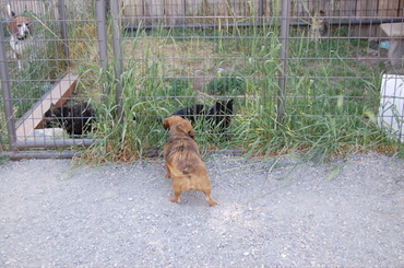 Callie_at_cat_enclosure