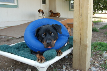 Helen_on_cot Helen_on_cot