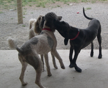 Molly_getting_ears_nibbled