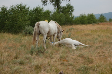 Shasta_with_laddie_july_22