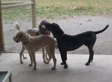 Trooper_making_nice_with_molly