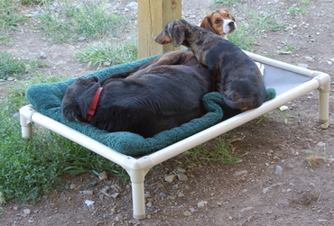 Kenai_and_friends_on_cot