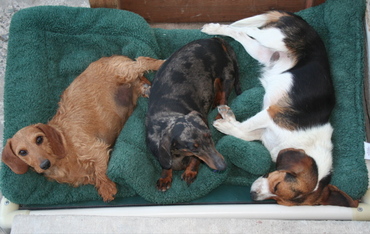 Oliver_and_twist_and_austin