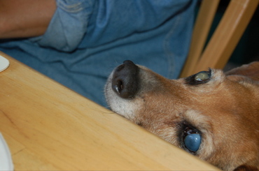 Widget_at_table_1 Widget_at_table_1