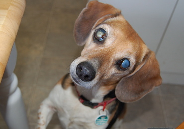 Widget_at_table_2 Widget_at_table_2