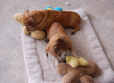 Bailey_and_belvie_sept_22