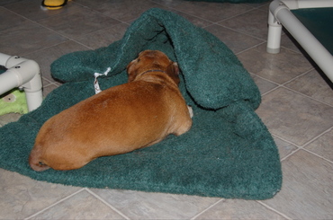 Baileys_windbreak Baileys_windbreak