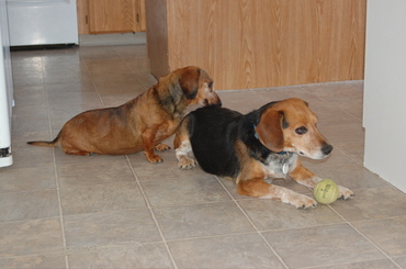 Callie_grooming_briggs_sept_15