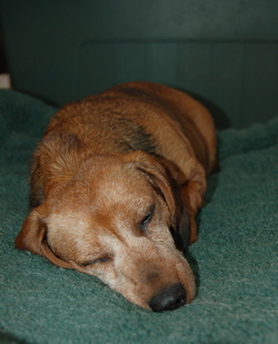 Callie_napping_sept_16