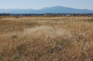 Cheatgrass_mound