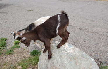 Margaret_and_scarlet_on_rock