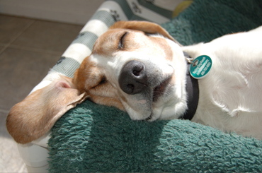 Stuart_napping_sept_16