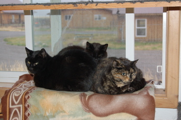 Three_cats_on_window_bed