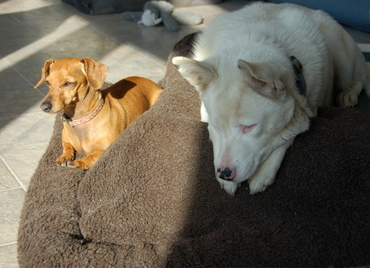 Daisy_and_spinner_october_1