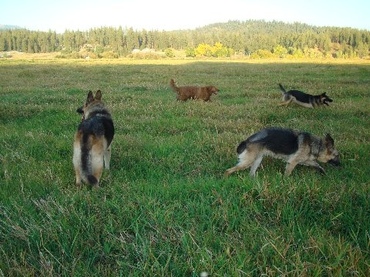 Kasha_and_friends_in_field