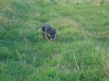 Kasha_running_in_field