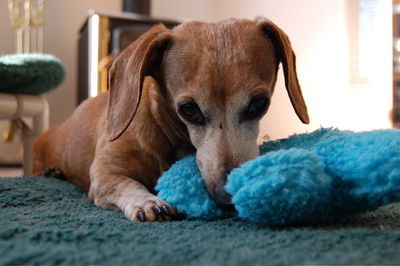 Bailey looking at camera