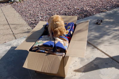 Goldie with blankets 3