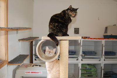 Honey Girl and Herbie