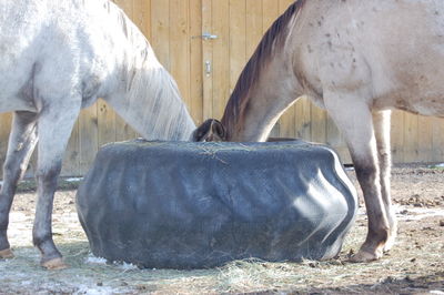 Luna and Bridger Eating