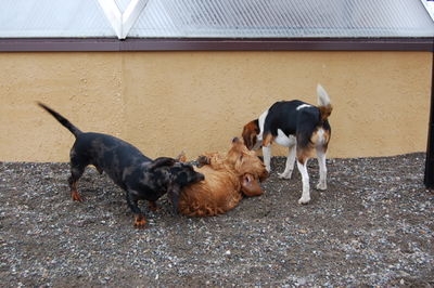 Oliver and Twist playing with Austin