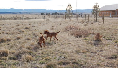 Buddy and Jake exploring