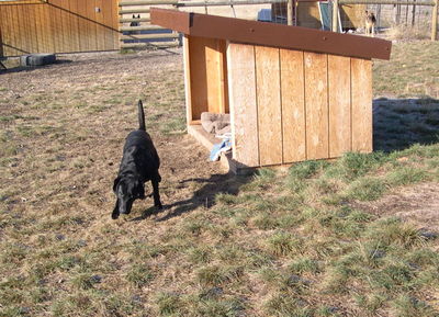 Allie starting on scent trail