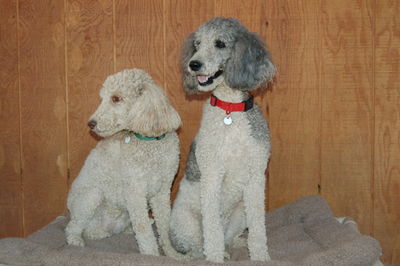 Molly and Priscilla for Nov 10 blog