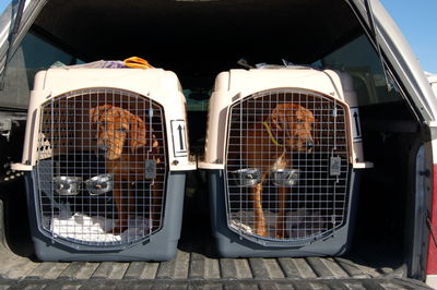 Buddy and Jake in crates