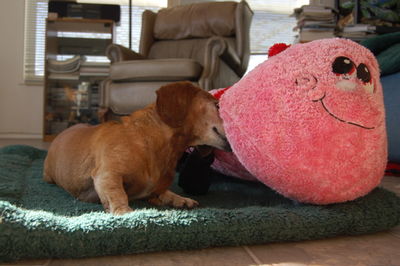 Bailey and Mr Caterpillar 5