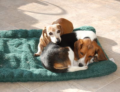 Bailey resting on Austin