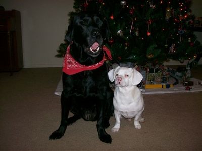 Baron and Stoney with Christmas tree