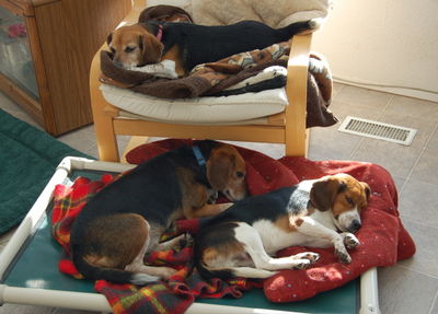 Beagles asleep Dec 14