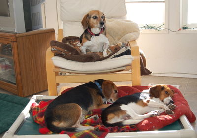 Widget wakes up Dec 14